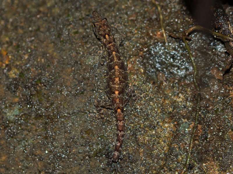 Ceylon-Dünnfingergecko (Kandyan Day Gecko, Cnemaspis kandiana), endemische Art; Foto: 20.09.2015, Udawattakele Sanctuary, Kandy