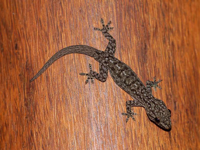 Ceylonesischer Flecken-Hausgecko (Spotted House Gecko, Hemidactylus parvimaculatus); Foto: 20.09.2015, Waikkal