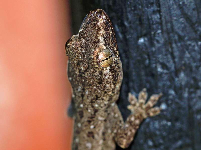 Asiatischer Hausgecko (House Gecko, Hemidactylus frenatus); Foto: 21.09.2015, Waikkal