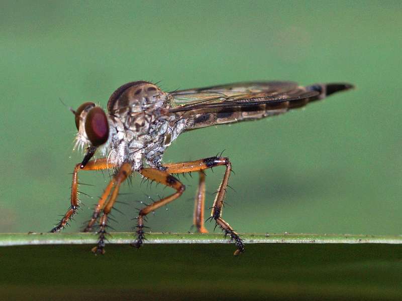 Unbestimmtes Insekt Nr. 39, Foto: 21.09.2015, Waikkal