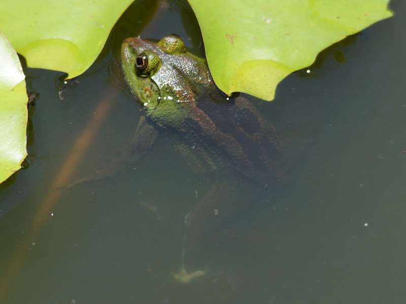 Sechszehenfrosch (Green Pond Frog, Euphlyctis hexadactylus); Foto: 21.09.2015, Waikkal