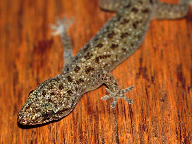 Ceylonesischer Flecken-Hausgecko (Spotted House Gecko, Hemidactylus parvimaculatus); Foto: 21.09.2015, Waikkal