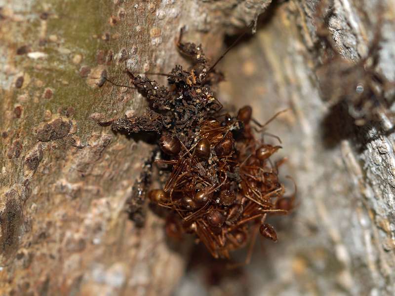 Acanthaspis siva, mit toten Ameisen getarnte Nymphe; Foto: 22.09.2015, Waikkal