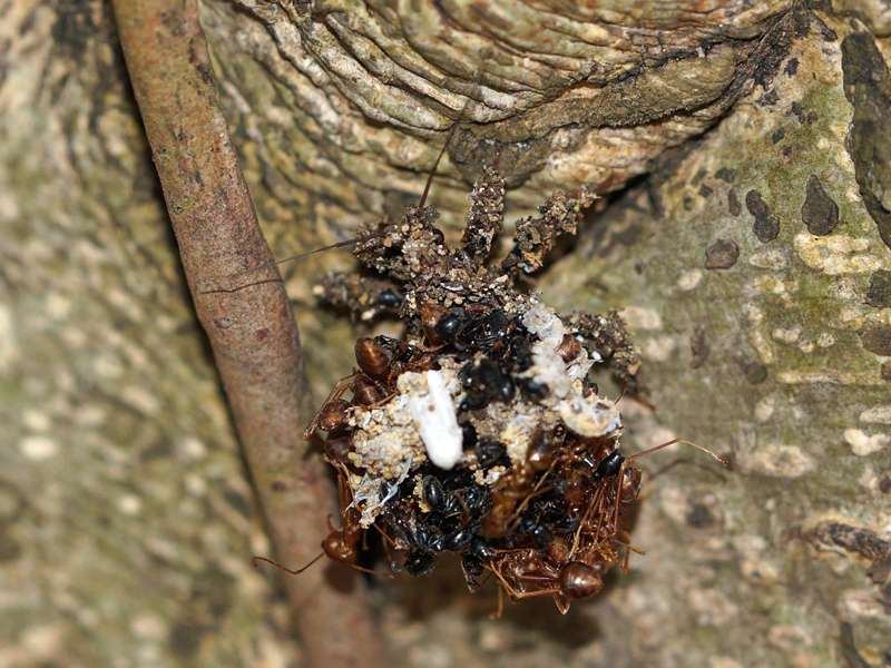 Acanthaspis siva, mit toten Ameisen getarnte Nymphe; Foto: 23.09.2015, Waikkal