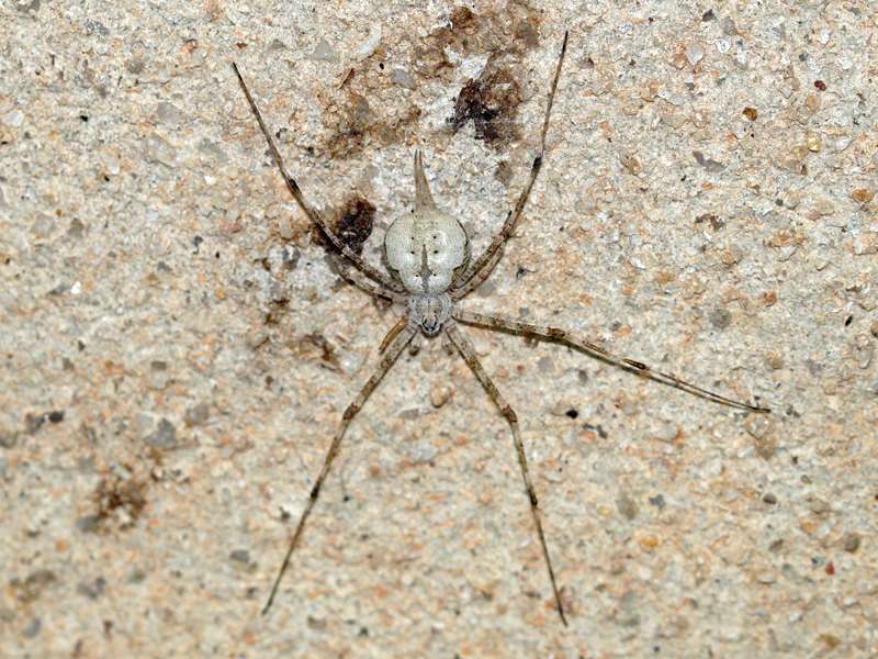 Hersilia savignyi (Two-tailed Spider); Foto: 24.09.2015, Waikkal
