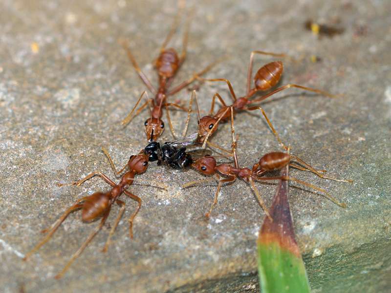 Asiatische Weberameise (Weaver Ant, Oecophylla smaragdina), große Arbeiterinnen; Foto: 24.09.2015, Waikkal