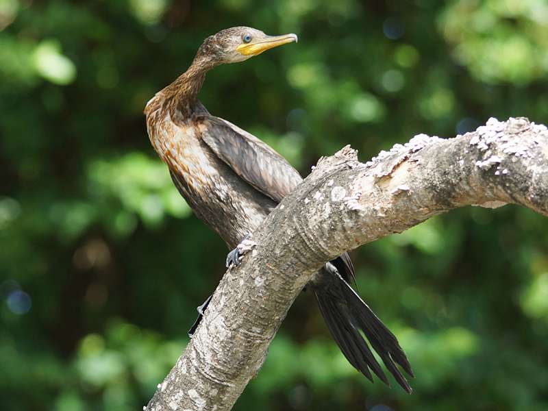 Braunwangenscharbe (Indian Cormorant, Phalacrocorax fuscicollis); Foto: 24.09.2015, Waikkal
