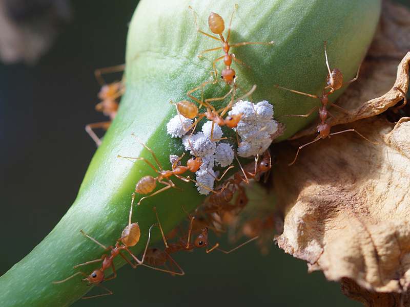 Asiatische Weberameise (Weaver Ant, Oecophylla smaragdina), große Arbeiterinnen bewachen Läuse; Foto: 25.09.2015, Waikkal