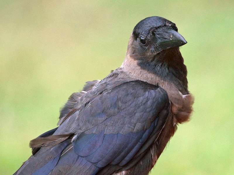 Glanzkrähe (House Crow, Corvus splendens protegatus); Foto: 25.09.2015, Waikkal