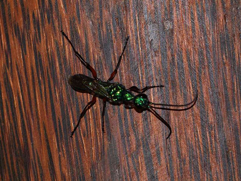 Juwelwespe (Emerald Cockroach Wasp, Ampulex compressa); Foto: 26.09.2015, Waikkal