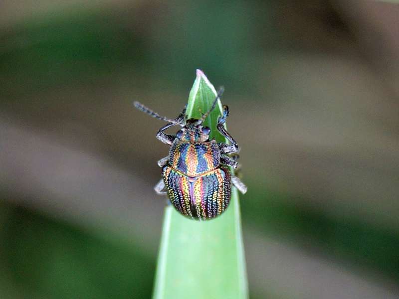 Eurypelta modesta; Foto: Foto: 27.09.2015, Wilpattu-Nationalpark