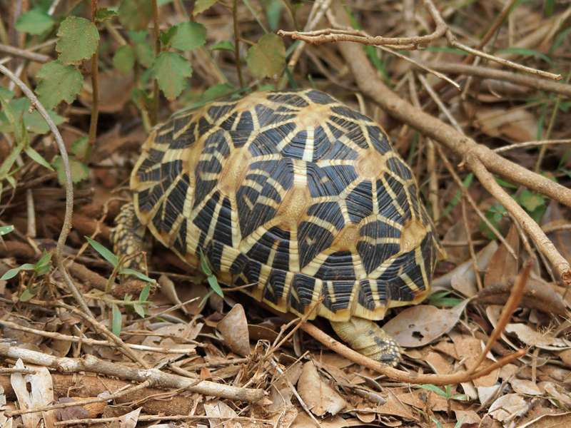 Indische Sternschildkröte (Indian Star Tortoise, Geochelone elegans); Foto: 27.09.2015, Wilpattu-Nationalpark