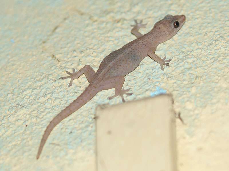 Asiatischer Hausgecko (House Gecko, Hemidactylus frenatus); Foto: 27.09.2015, Wilpattu-Nationalpark