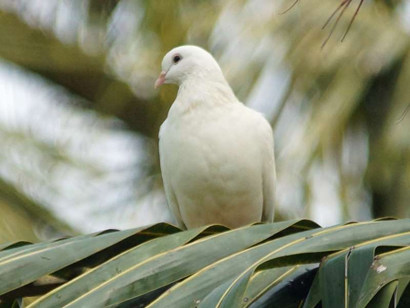 Stadttaube (Pigeon, Columba livia f. domestica); Foto: 28.09.2015, Waikkal