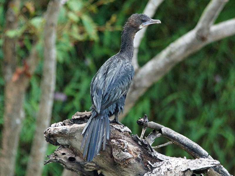 Kleinscharbe (Little Cormorant, Phalacrocorax niger); Foto: 28.09.2015, Waikkal