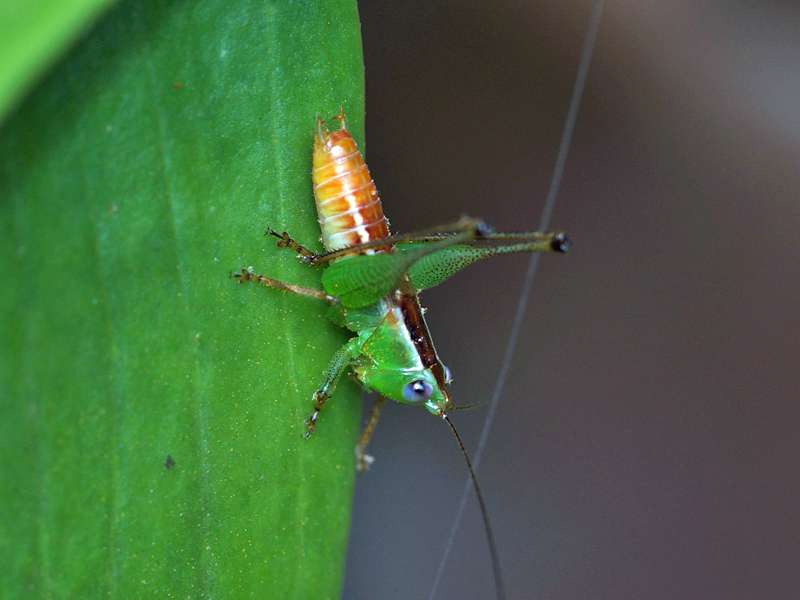 Unbestimmtes Insekt Nr. 44, Foto: 29.09.2015, Waikkal