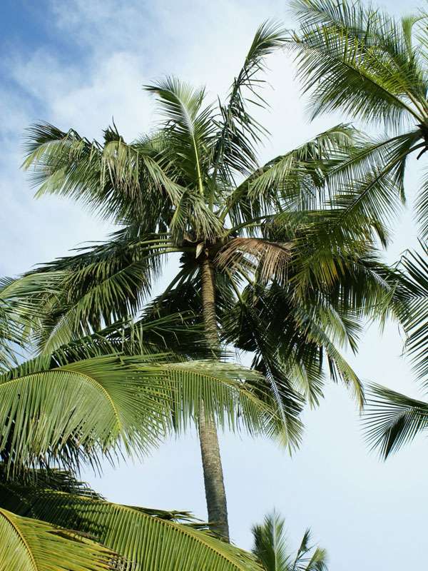 Kokospalme (Coconut Palm, Cocos nucifera); Foto: November 2006, Aluthgama