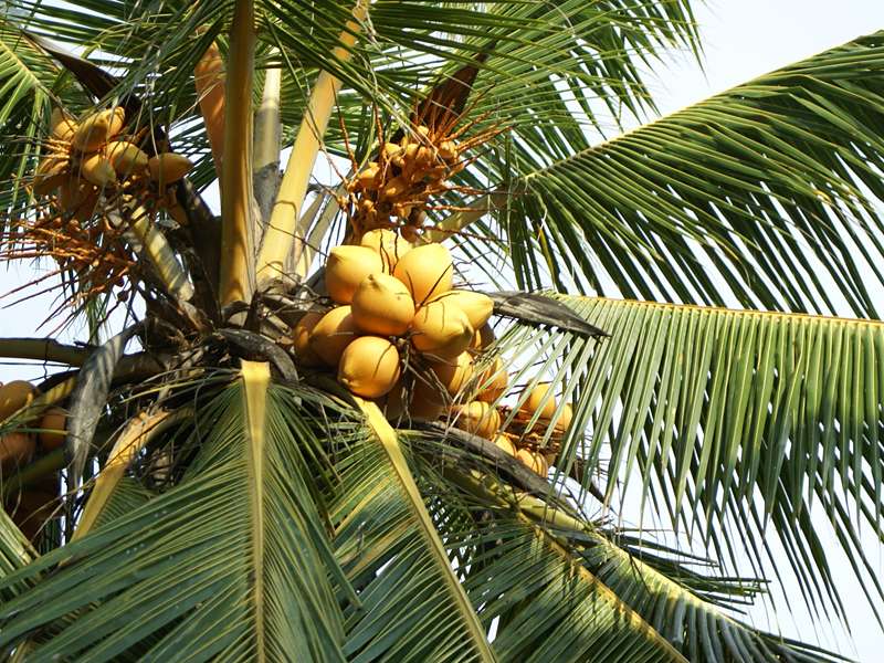 Königskokospalme (King Coconut Palm, Cocos nucifera 'King'); Foto: November 2006, Aluthgama