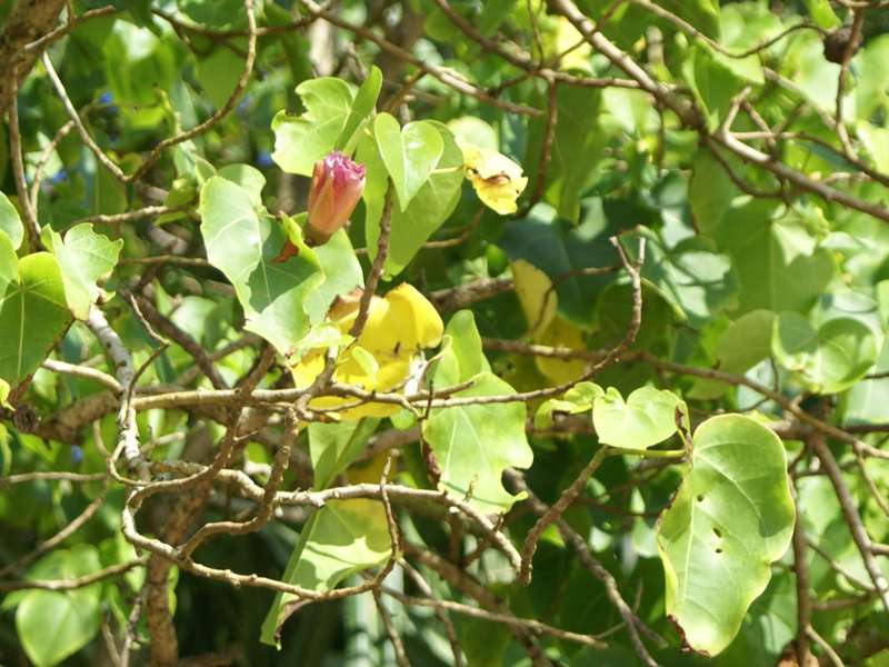 Portiabaum (Portia Tree, Thespesia populnea); Foto: November 2006, Aluthgama