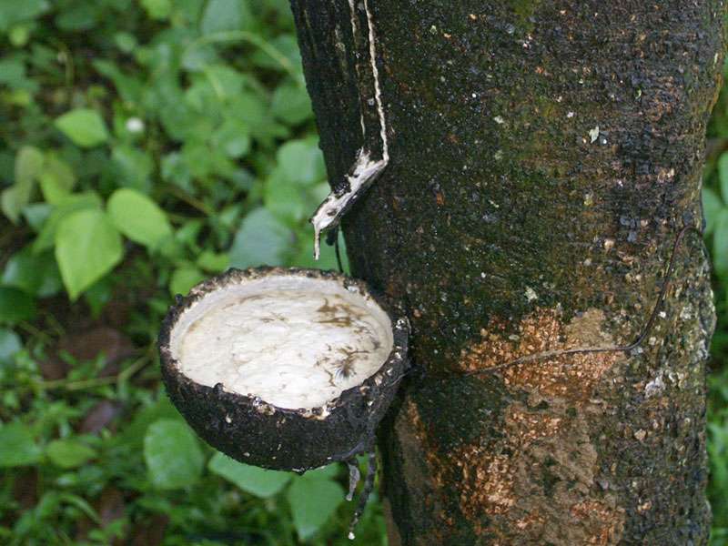 Kautschukbaum (Para Rubber Tree, Hevea brasiliensis); Foto: November 2006, Nähe Ratnapura