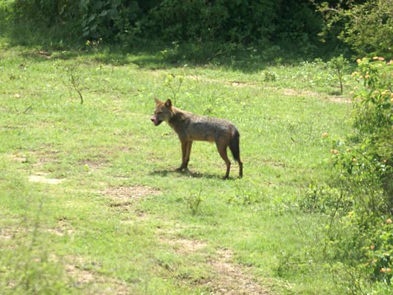 Goldschakal (Ceylon Jackal, Canis aureus lanka); Foto: 07.11.2006, Udawalawe-Nationalpark