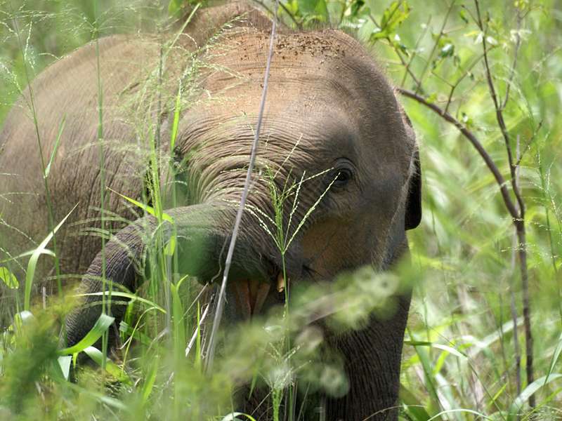Asiatischer Elefant (Asian Elephant, Elephas maximus), Jungtier; Foto: 23.11.2006, Udawalawe-Nationalpark