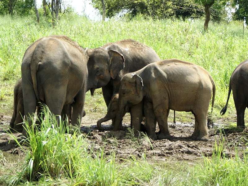 Asiatischer Elefant (Asian Elephant, Elephas maximus); Foto: 23.11.2006, Udawalawe-Nationalpark