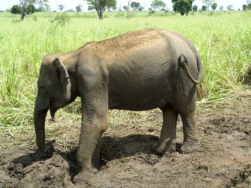 Asiatischer Elefant (Asian Elephant, Elephas maximus); Foto: 15.09.2015, Udawalawe-Nationalpark
