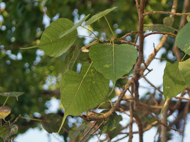 Pappelfeige (Bodhi Tree, Ficus religiosa); Foto: November 2006, Bentota