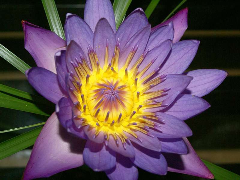 Stern-Seerose (Blue Star Water-lily, Nymphaea nouchali), Sri Lankas Nationalblume; Foto: November 2006, Bentota