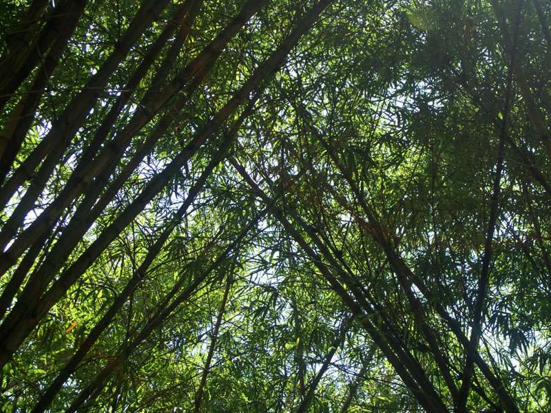 Bambus (Bamboo); Foto: November 2006, Kurunegala