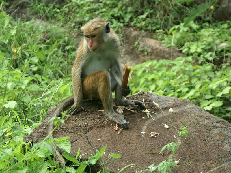 Weiblicher Ceylon-Hutaffe (Toque Macaque, Macaca sinica), endemische Art; Foto: 2006, November Dambulla