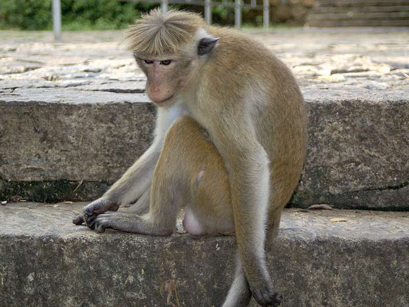 Männlicher Ceylon-Hutaffe (Toque Macaque, Macaca sinica), endemische Art; Foto: 2006, November Dambulla