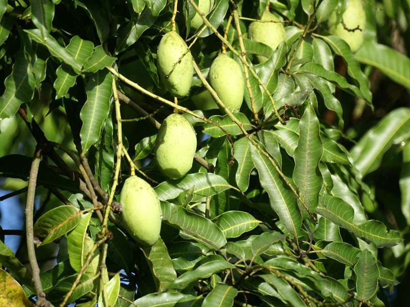 Früchte eines Mangobaums (Mango Tree, Mangifera indica); Foto: November 2006, Habarana