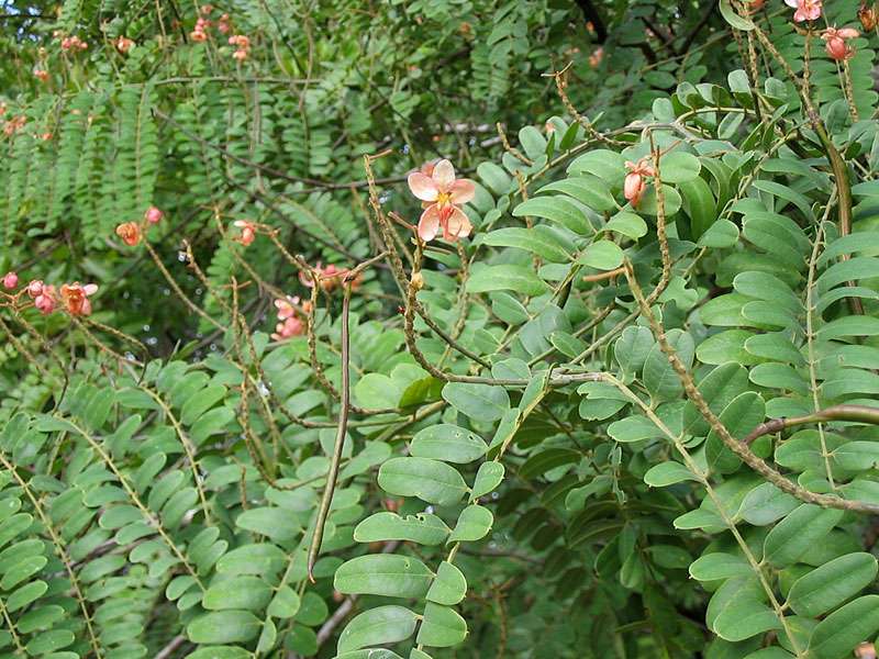 Cassia roxburghii; Foto: November 2006, Sigiriya