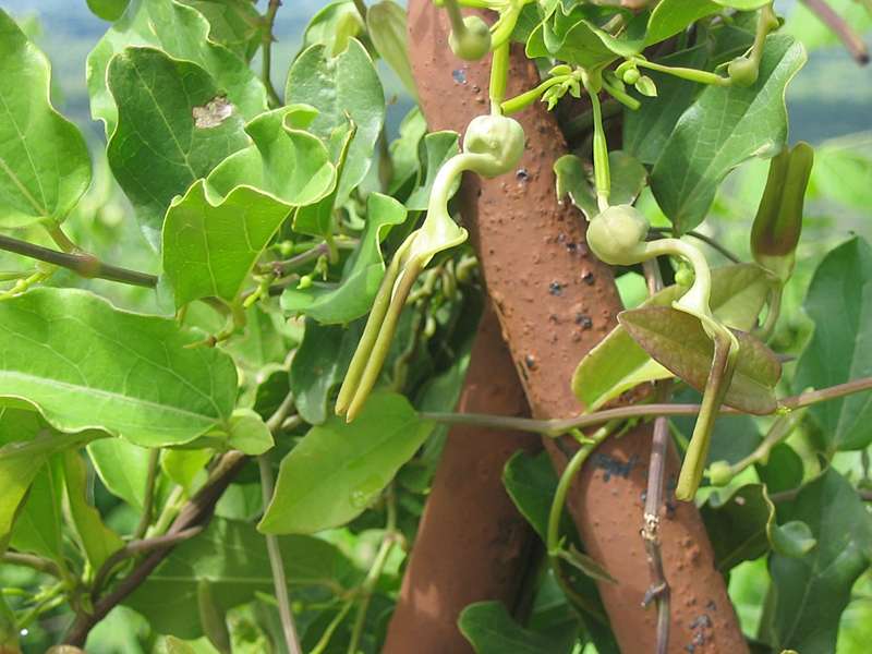 Aristolochia sp.; Foto: November 2006, Sigiriya