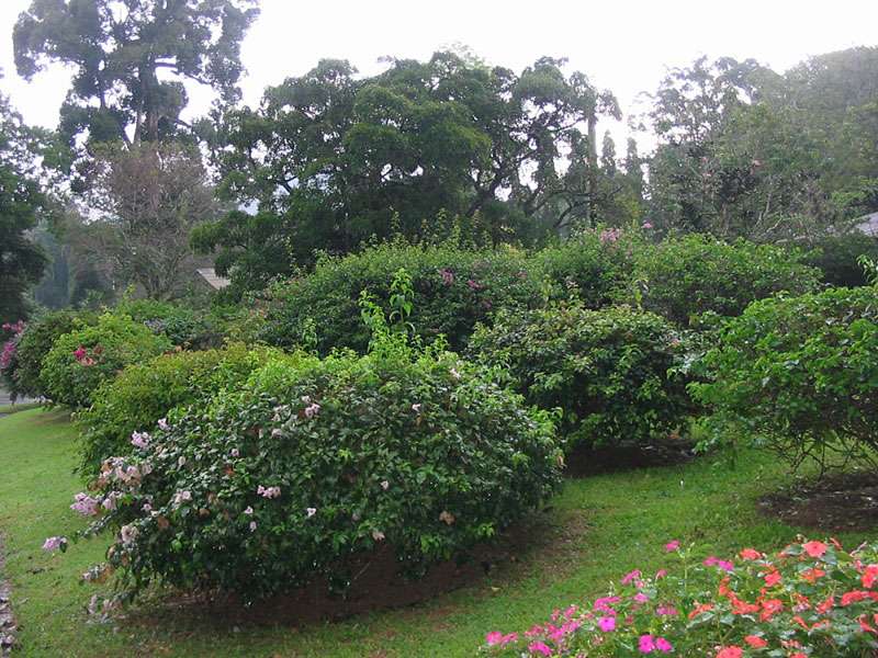 Im Botanischen Garten gibt es neben hohen Bäumen auch niedrige Blühpflanzen und Büsche; Foto: 10.11.2006, Peradeniya