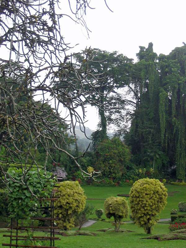 Es gibt viele offene Flächen im Botanischen Garten, die teils von in Form geschnittenen Büschen gesäumt werden; Foto: 10.11.2006, Peradeniya