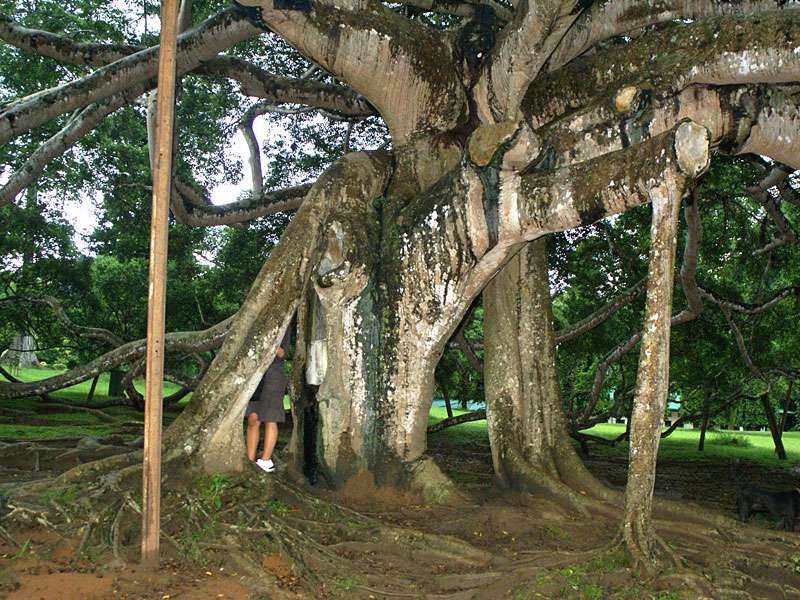 Der Hauptstamm der großen Birkenfeige (Ficus benjamina) des Botanischen Gartens hatte einst gewaltige Ausmaße; Foto: 10.11.2006, Peradeniya