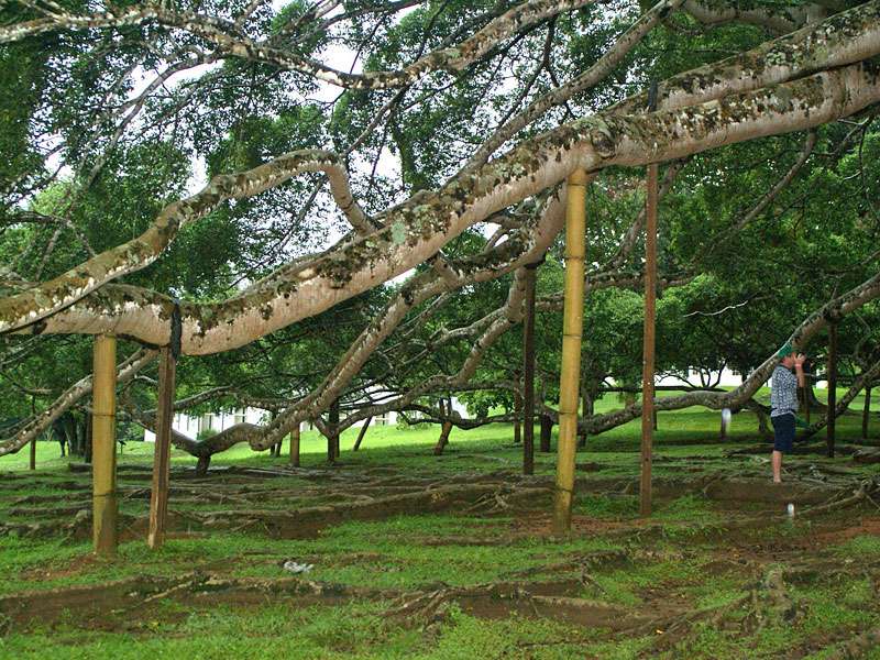 Die Äste der großen Birkenfeige (Ficus benjamina) des Botanischen Gartens waren so schwer, dass sie gestützt werden mussten; Foto: 10.11.2006, Peradeniya