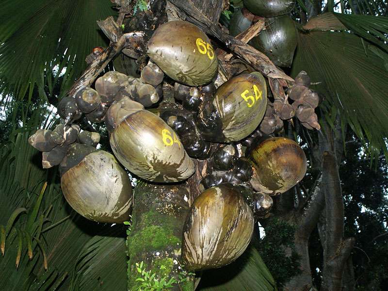 Noch unreife Früchte der Seychellenpalme (Lodoicea maldivica) im Botanischen Garten; Foto: 10.11.2006, Peradeniya