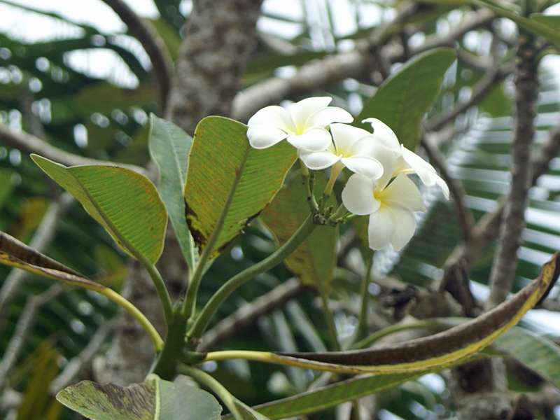 Frangipani (Frangipani, Plumeria obtusa); Foto: 2006, Aluthgama