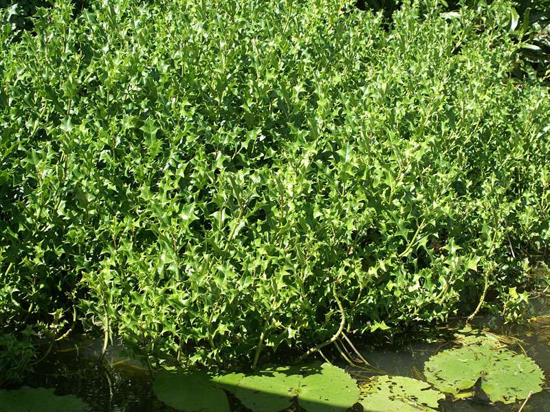 Stechpalmen-Mangrove (Holly-leaved Acanthus, Acanthus ilicifolius); Foto: November 2006, Nähe Bentota