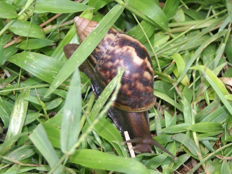 Große Achatschnecke (Giant African Land Snail, Achatina fulica), eingeführte Art; Foto: 26.11.2006, Aluthgama