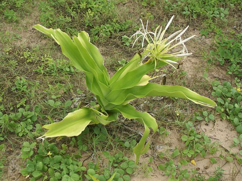 Asiatische Hakenlilie (Spider Lily, Crinum asiaticum); Foto: November 2006, Aluthgama