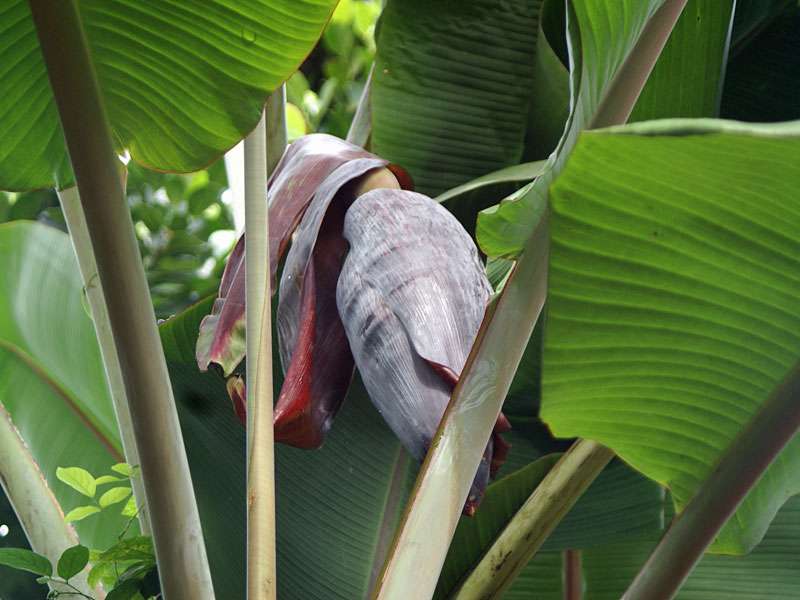 Banane (Banana, Musa sp.); Foto: November 2006, Nähe Kalawila