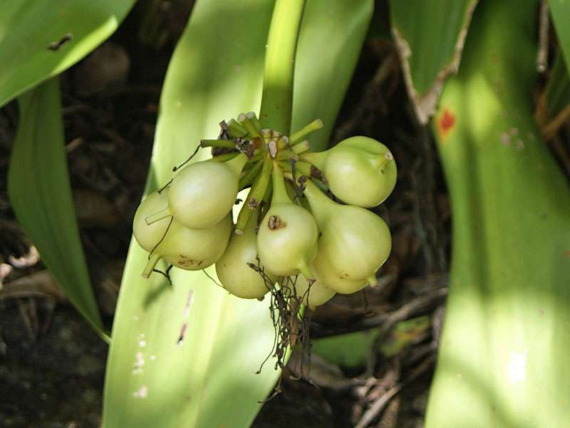 Asiatische Hakenlilie (Spider Lily, Crinum asiaticum), Früchte; Foto: November 2006, Aluthgama