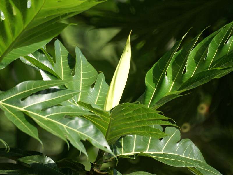 Brotfruchtbaum (Breadfruit Tree, Artocarpus altilis); Foto: November 2006, Nähe Sinharaja-Regenwald