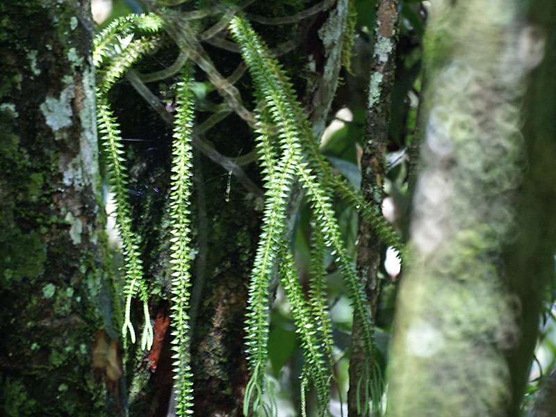Lycopodium sp. (epiphytisch); Foto: November 2006, Sinharaja-Regenwald