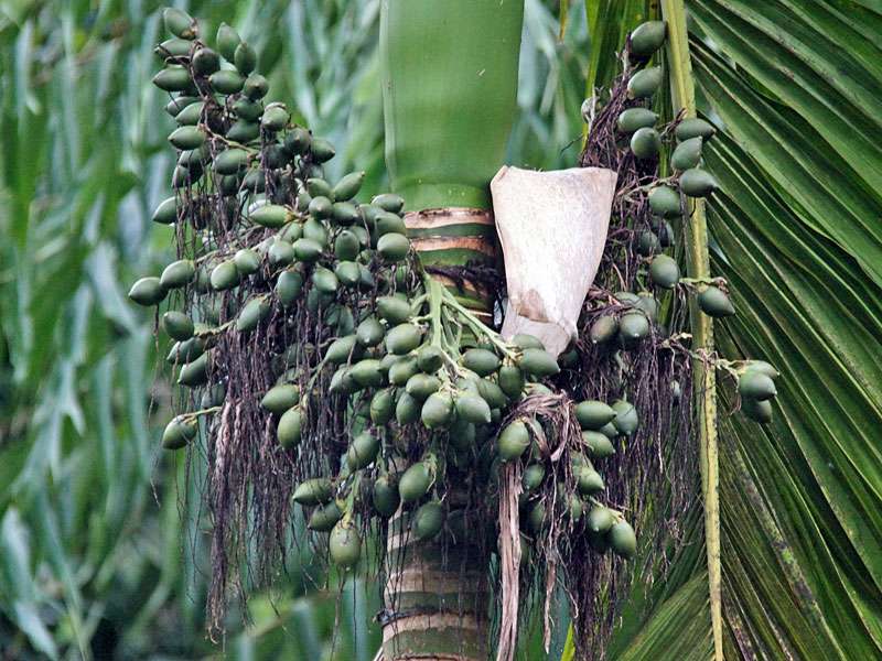 Betelnusspalme (Areca Palm, Areca catechu); Foto: 11.09.2016, Kitulgala